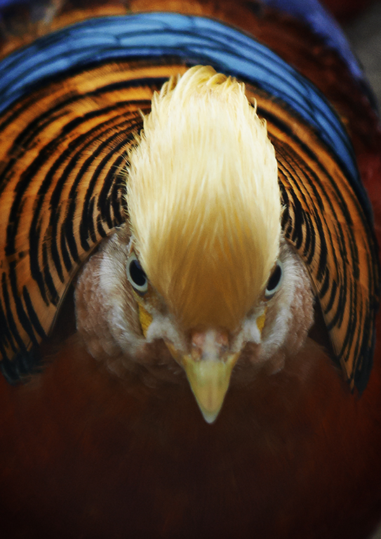 Golden Pheasant - South Australia