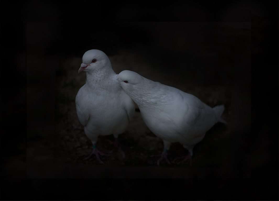Pigeon couple - Tara Victoria