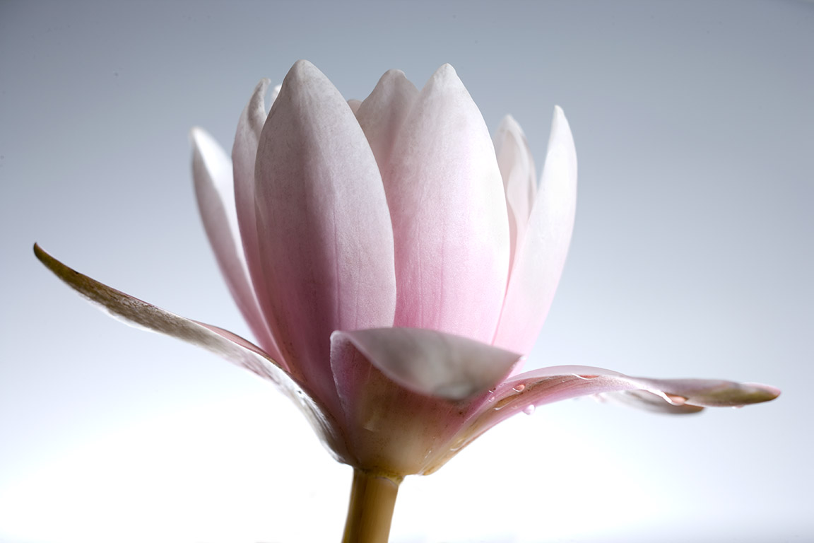 Detail of Lotus Flower