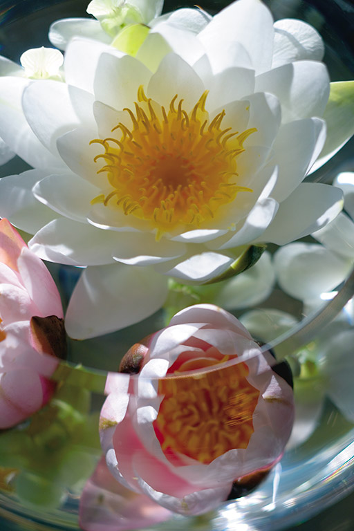 Lotus flower detail