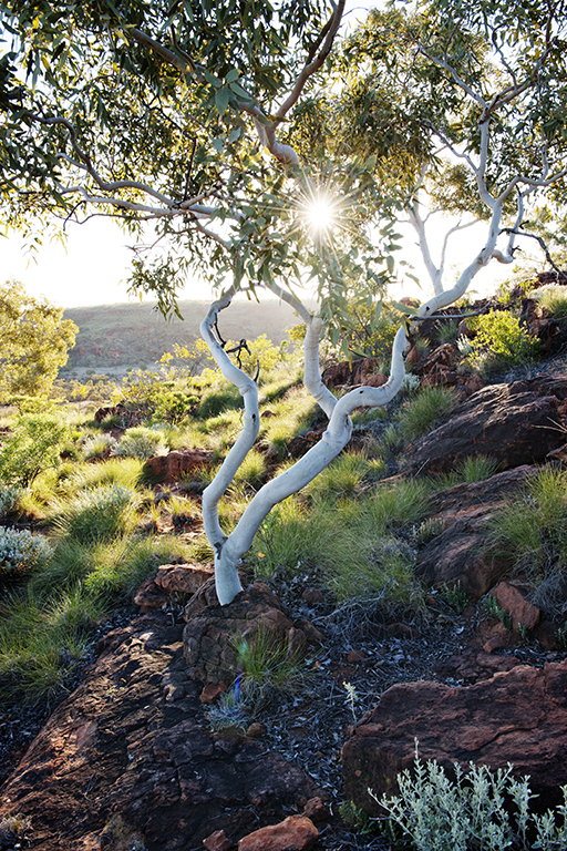 Central Australia bushland