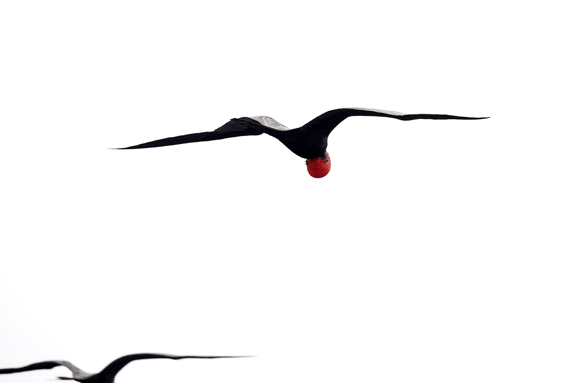 "Frigate Bird Flight" Galapagos-Islands